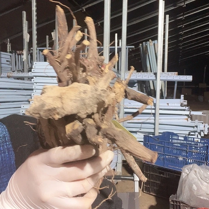 当前无花栽培后可以开花混苗15棵