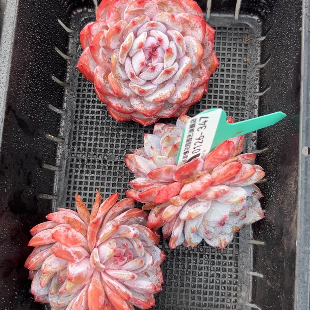 多肉一物一拍0126-347