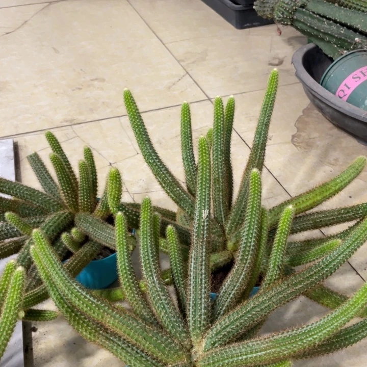 超大群群生橙仙子金妞