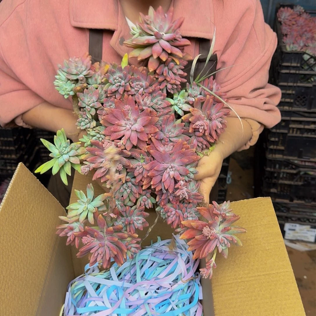 秋丽 一颗不包损25公分起