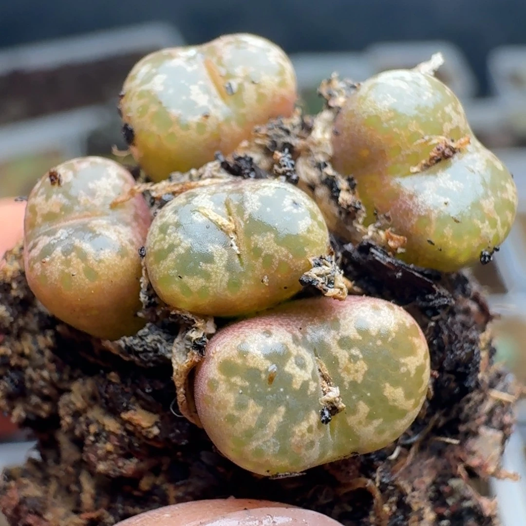 2299一群泡泡五头5555