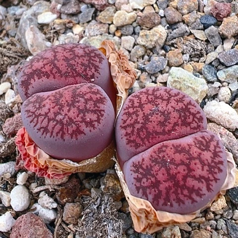 【闪购商品】24576