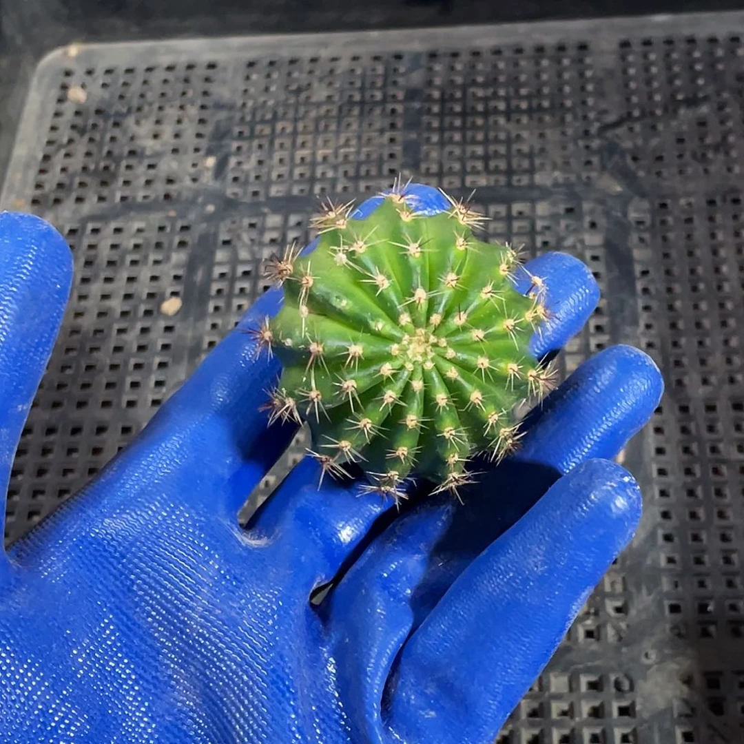?****✨玛雅之星侧芽歪4公分以上满18包邮