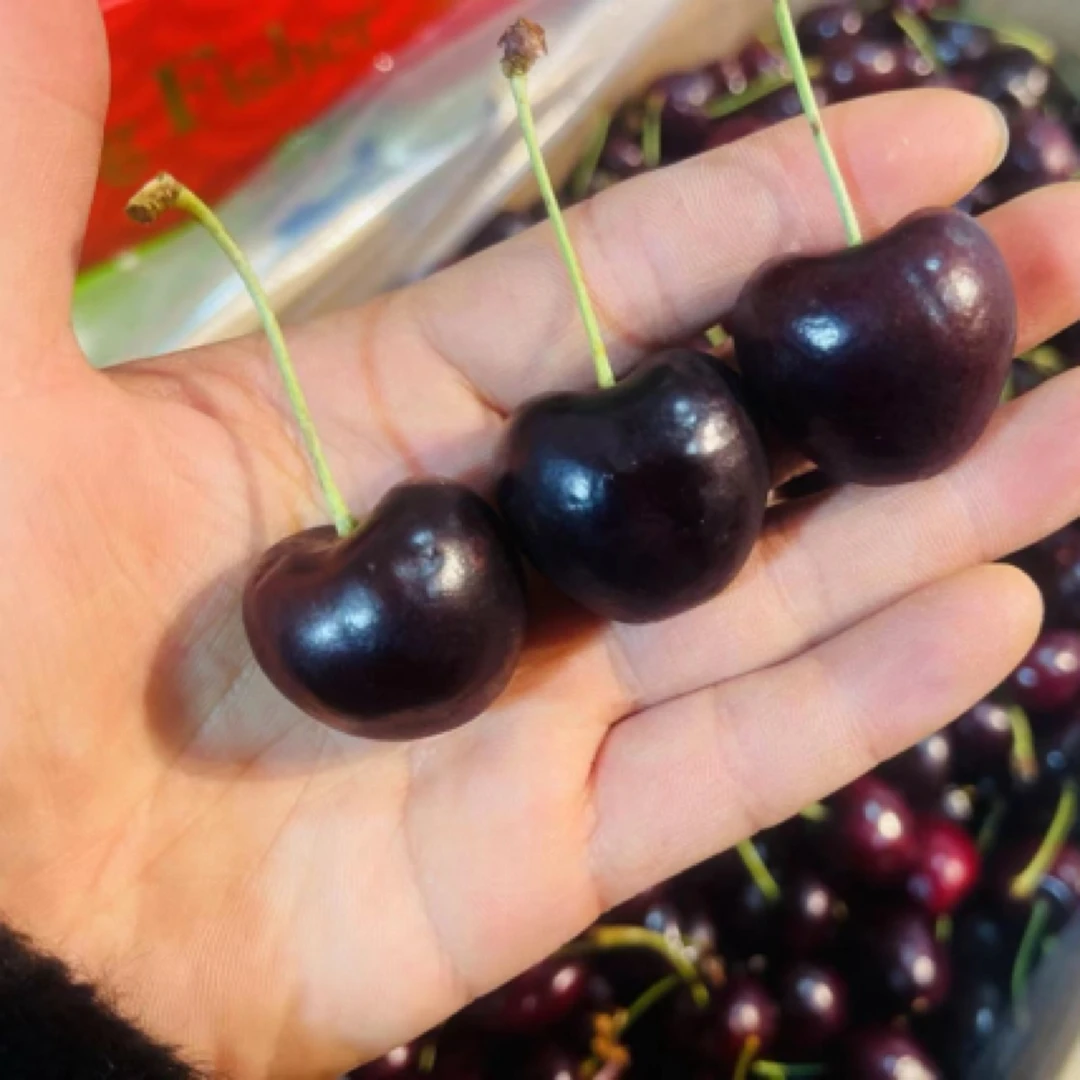 【现拍现发】空运桑提娜 3JD车厘子  内附果径卡5斤净果桑提娜智利