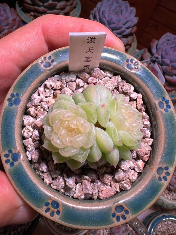 泼天富贵 量拍随机发 多肉植物