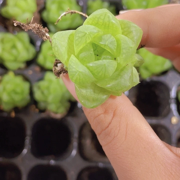 52精品草玉露2颗一组