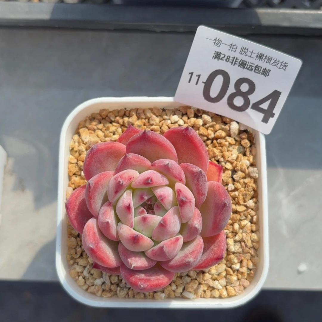 砖石卡罗拉多肉多肉