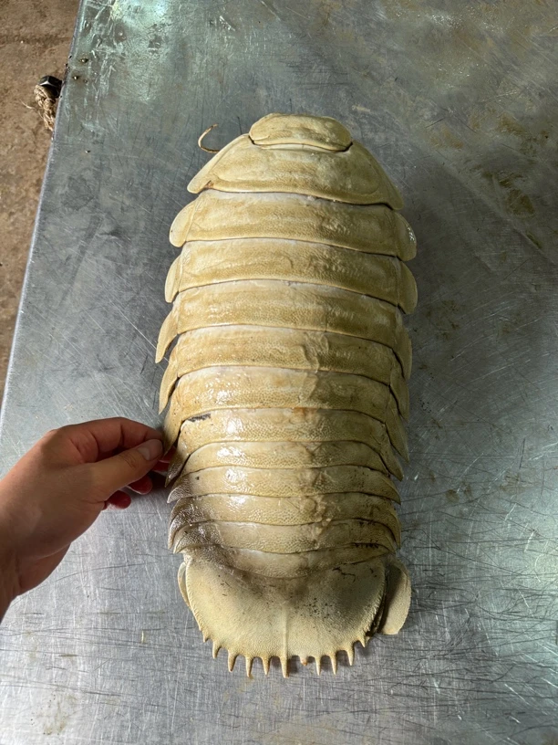 北海码头野生海鲜现拍鱼链接