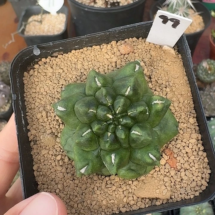 99号翠晃冠石化仙人球1