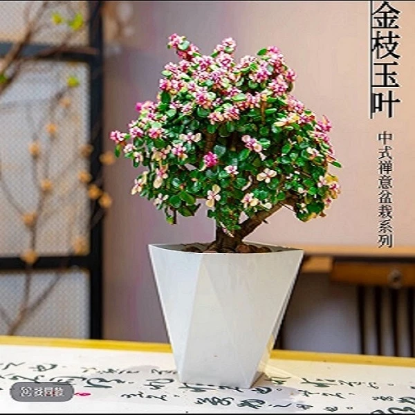 金枝玉叶棒棒糖多肉植物室内客厅阳台绿植盆栽花卉