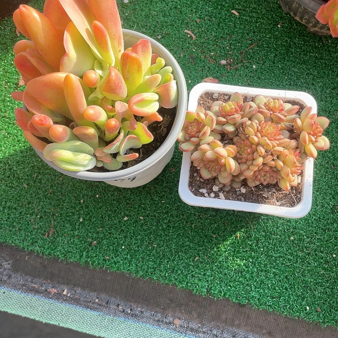 ?***喵亚当加火狐狸带盆发货