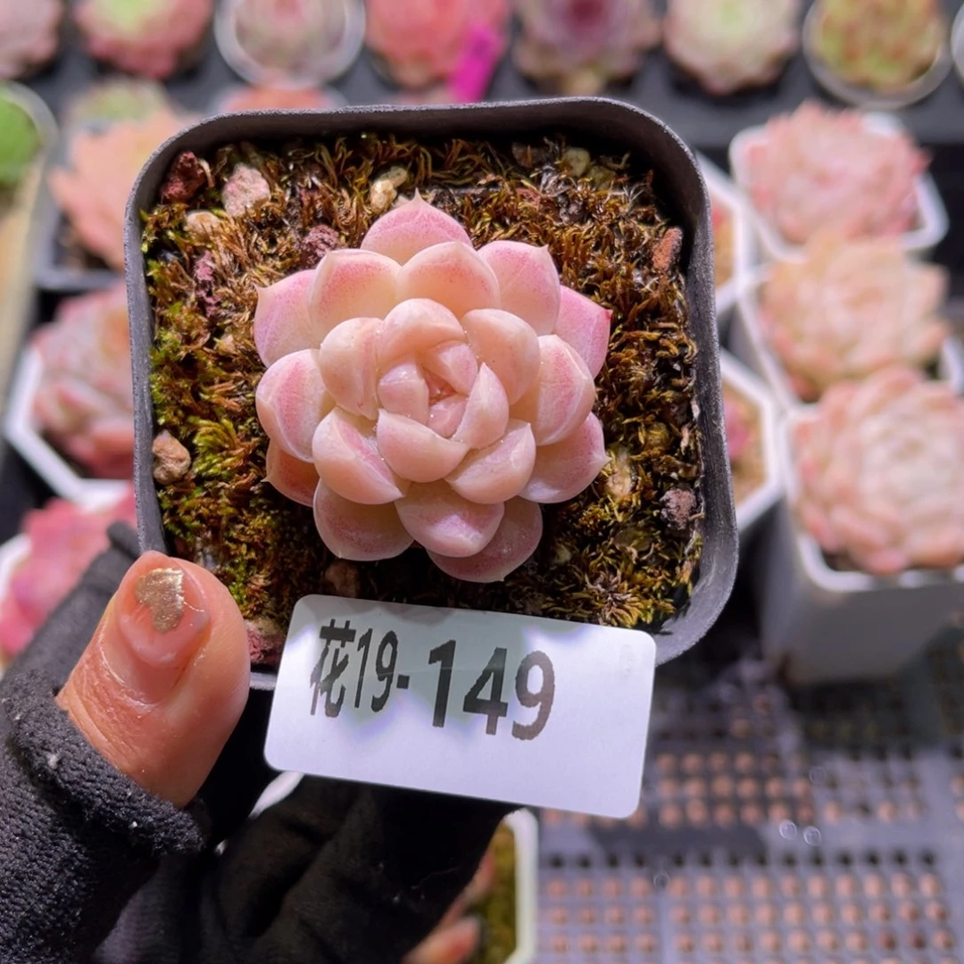 花19-149女王单头