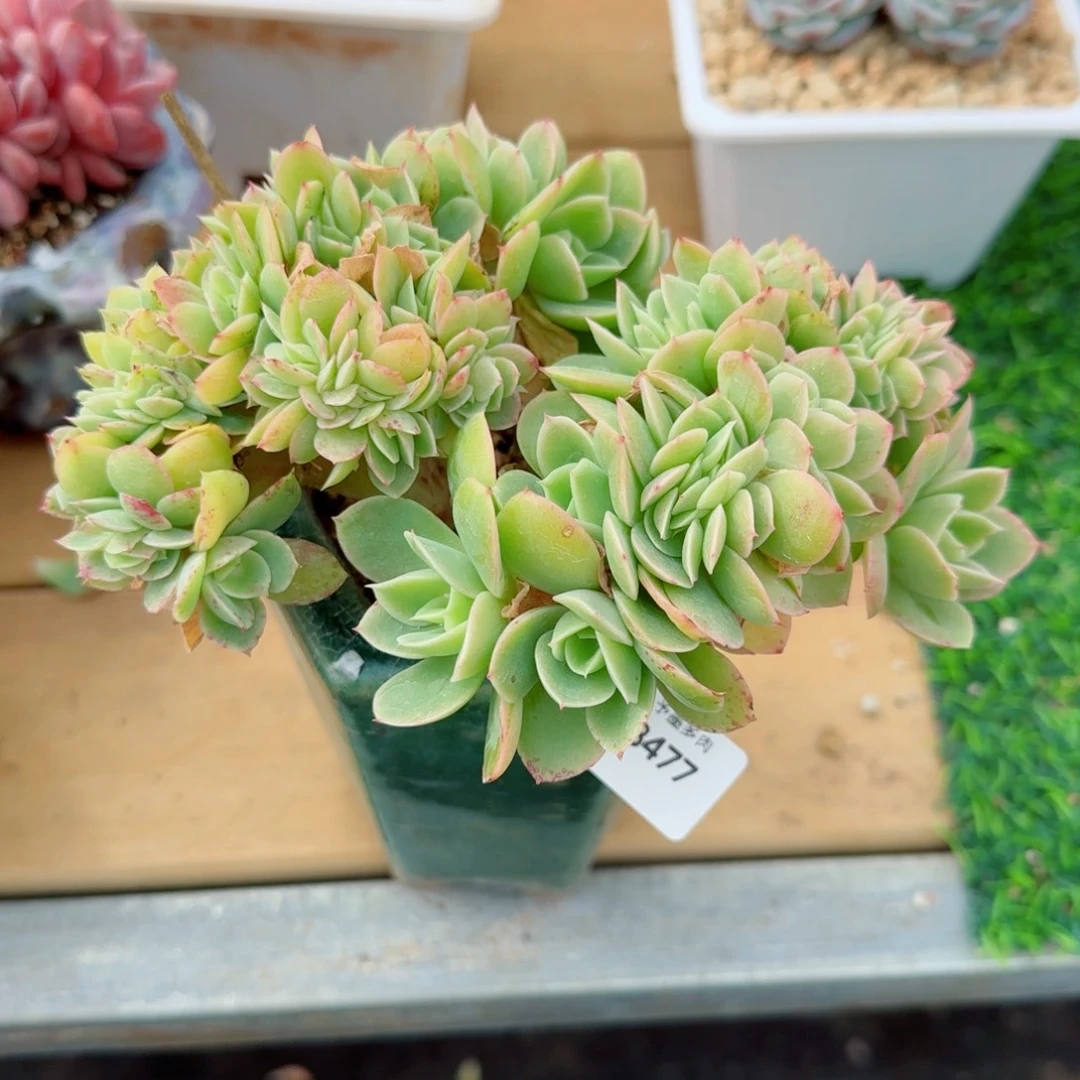 星娜塔缀化，8477多肉植物