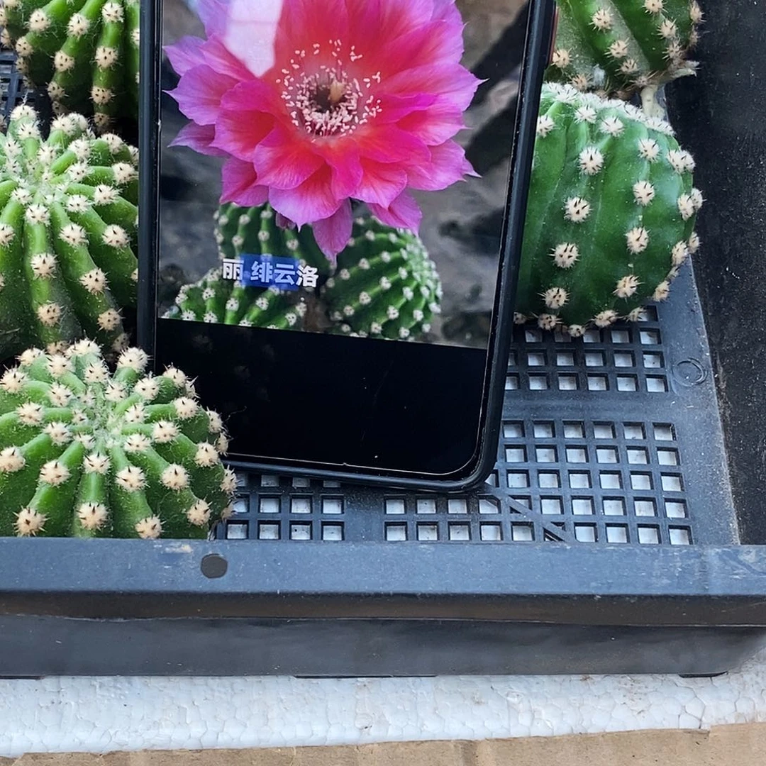 丽 绯云洛侧芽5公分左右