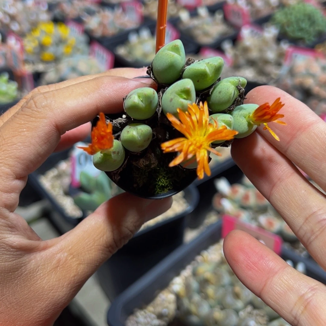 970 一物一拍，默认有伤，介意勿拍，不退不换