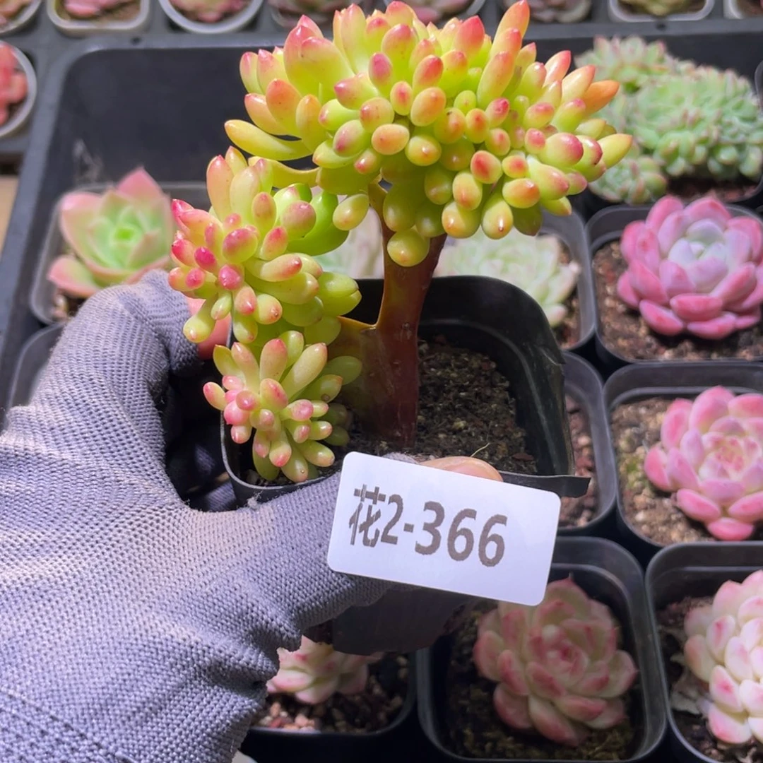 花利美2-366青松缀化