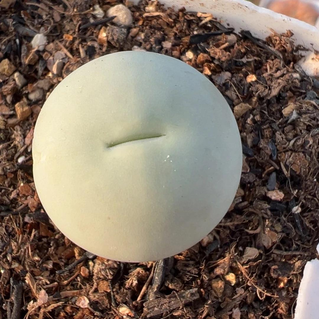 2901多肉植物百科鸽子蛋