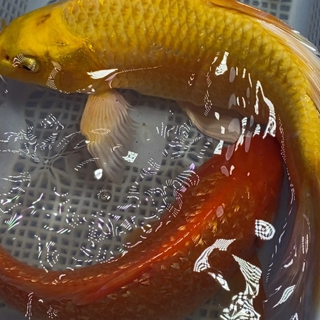 锦鲤冷水锦鲤包邮