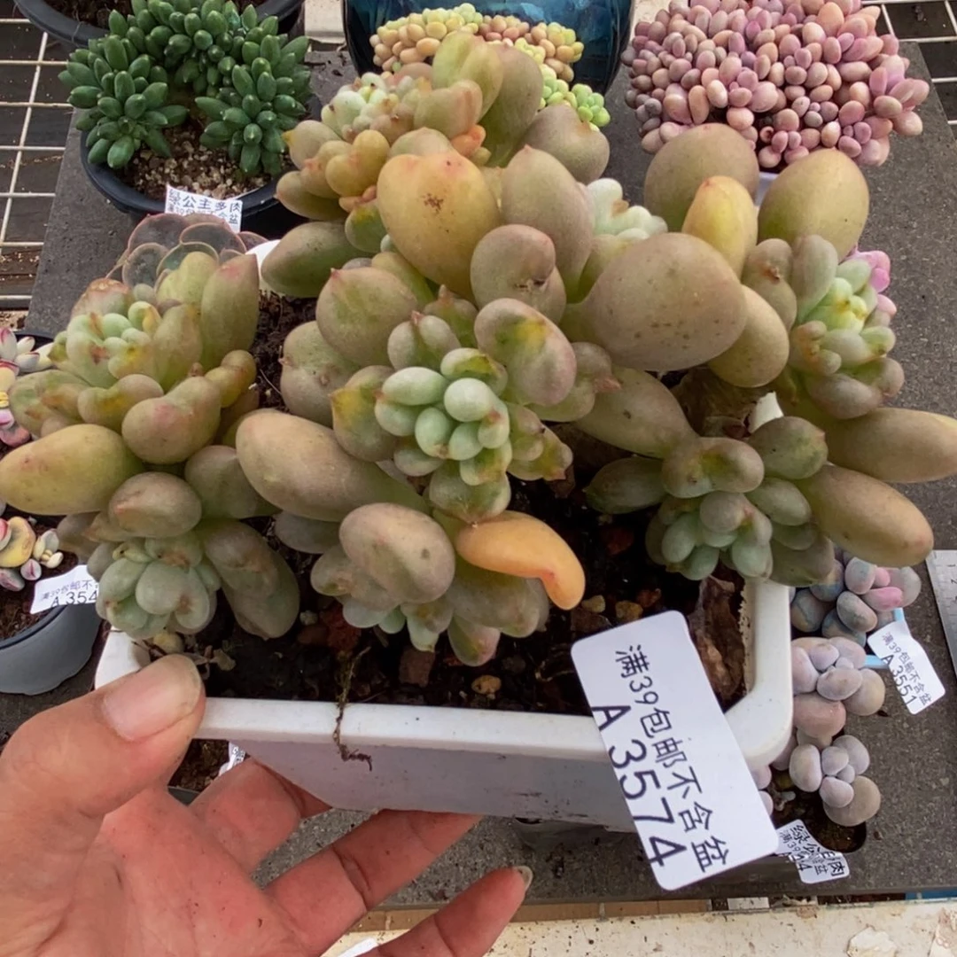 3574比尔盖茨12cm多肉