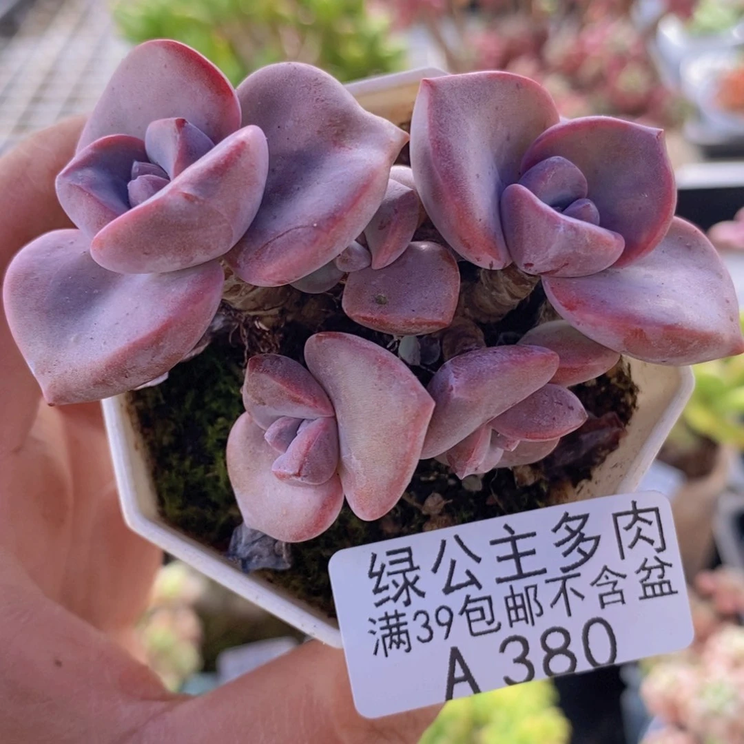 彩虹糖6cm380多肉植物
