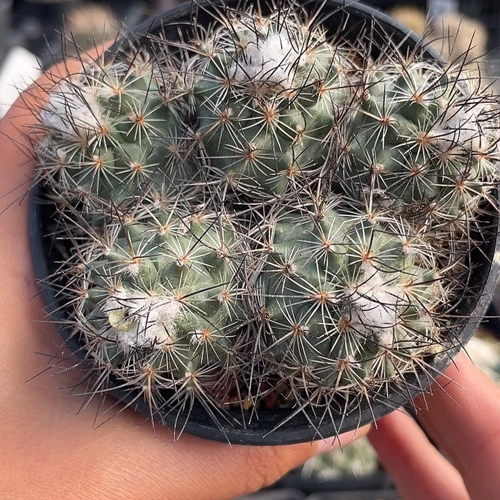 绯雷克实生仙人球裸根发货