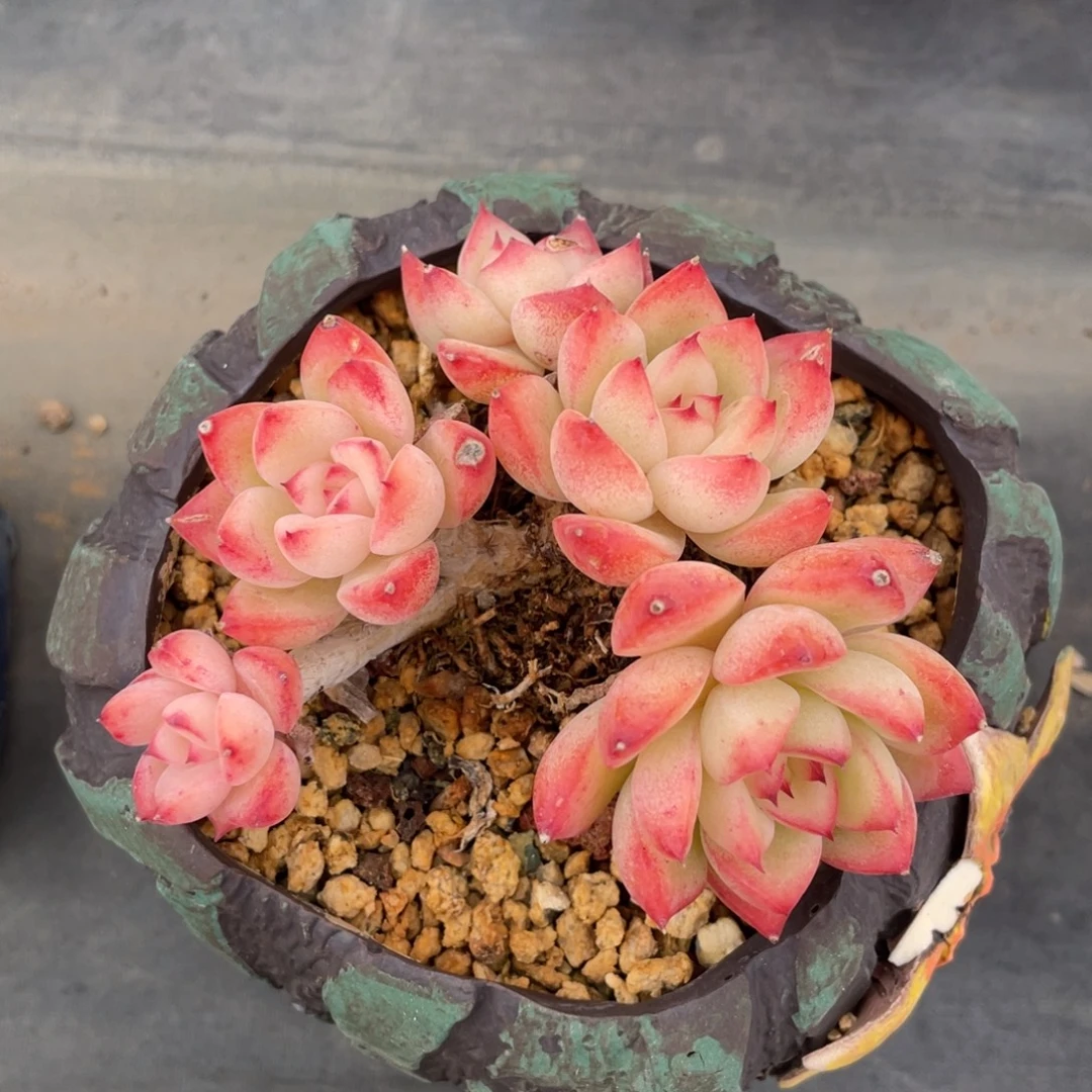 景天科属杂交老桩