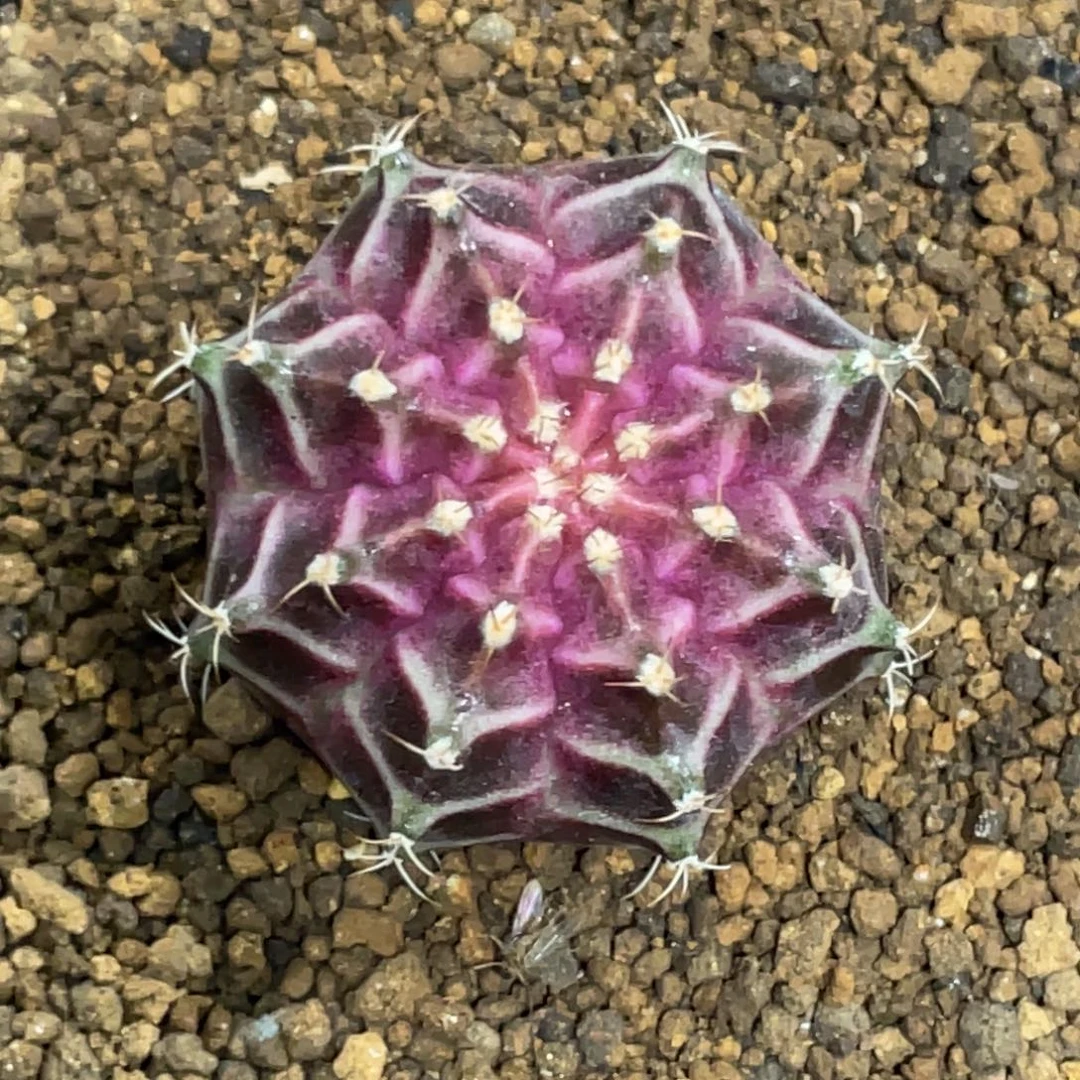 当前无花朵，栽培后可花朵紫粉轮回3