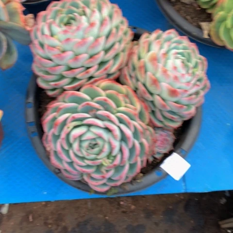 z**v1033侧影多肉