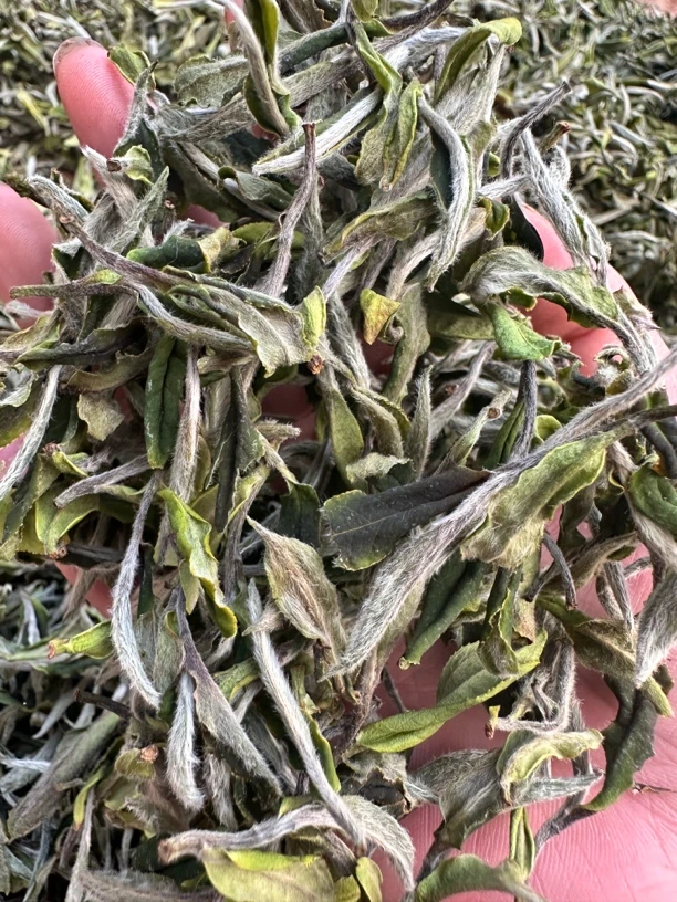 （正宗纯日嗮）2025年首采花香白牡丹白茶花香毫韵氨基酸含量高