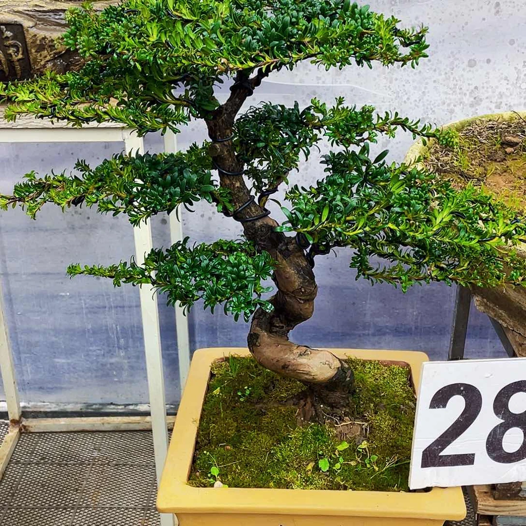 盆景盆景造型罗汉松