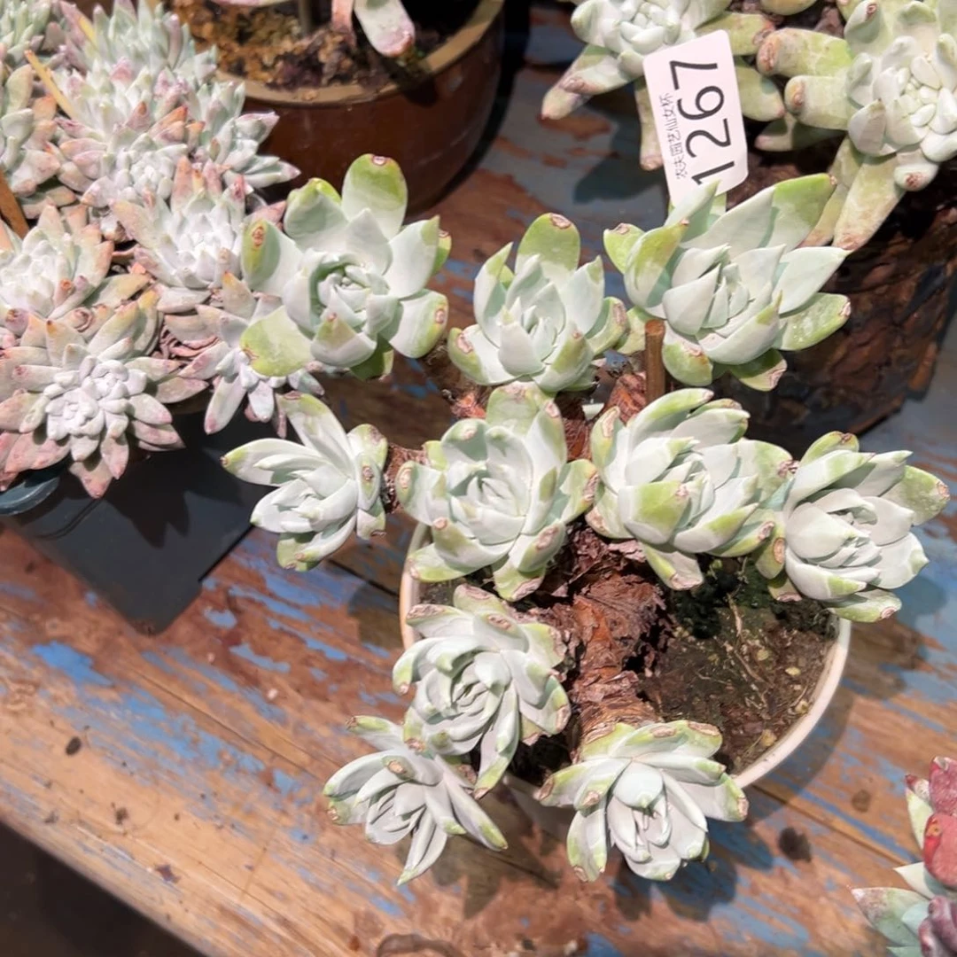 妖*白衣圣徒仙女杯多肉。