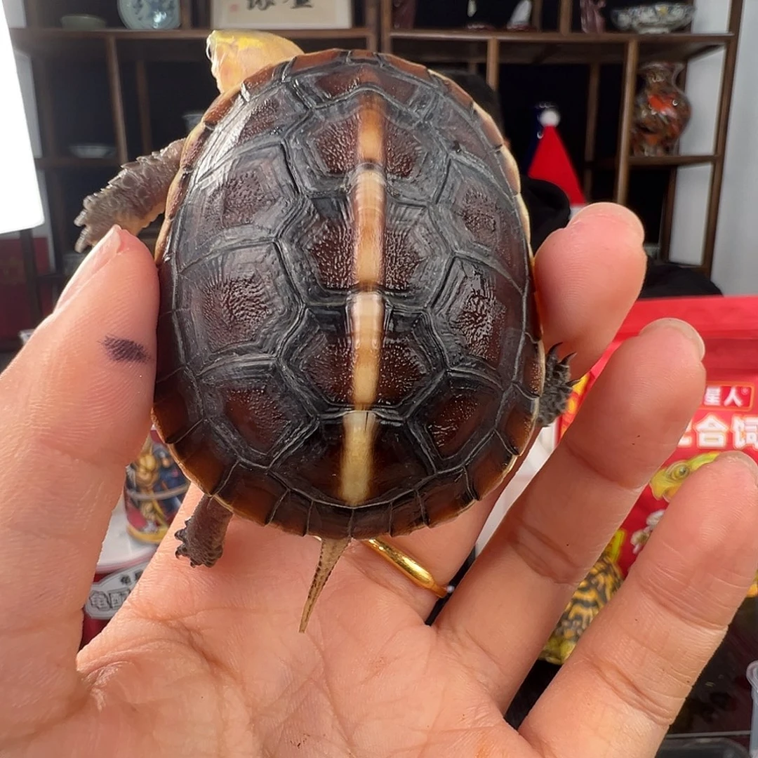 母S****厂安啦啦啦啦啦啦