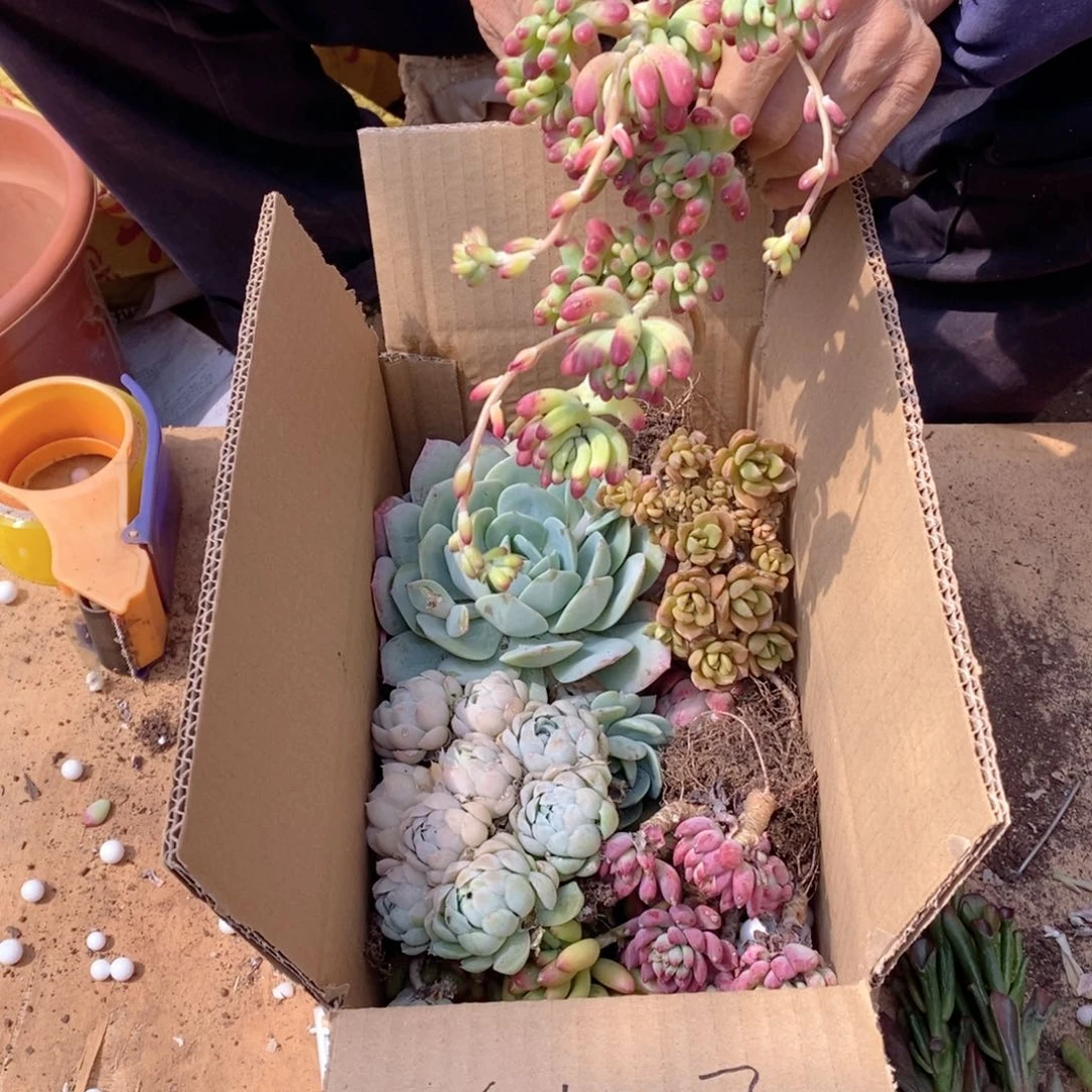 @***?景天混8到12颗