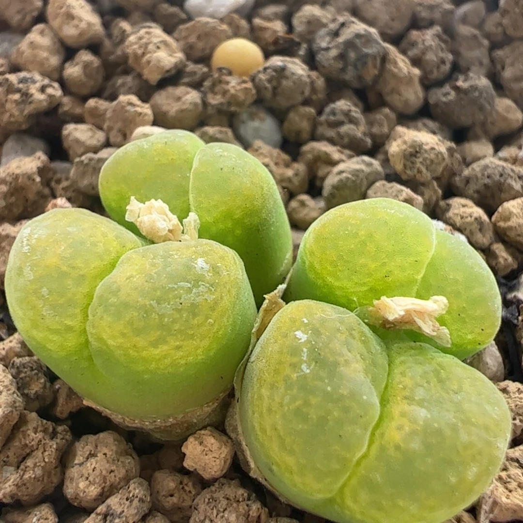 21号多肉植物百科