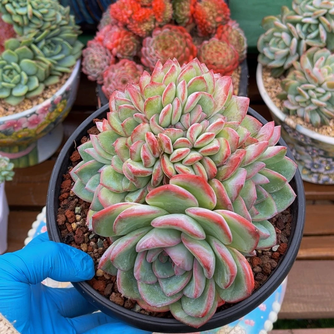 泡芙缀化一物一拍