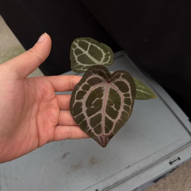 紫啧F2 花烛热植