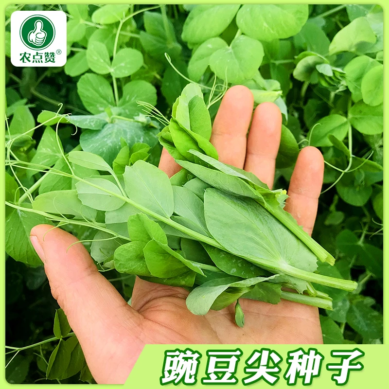 【豌豆尖种子】无须豌豆苗种籽  豌豆尖龙须苗种籽蔬菜简单四季播种