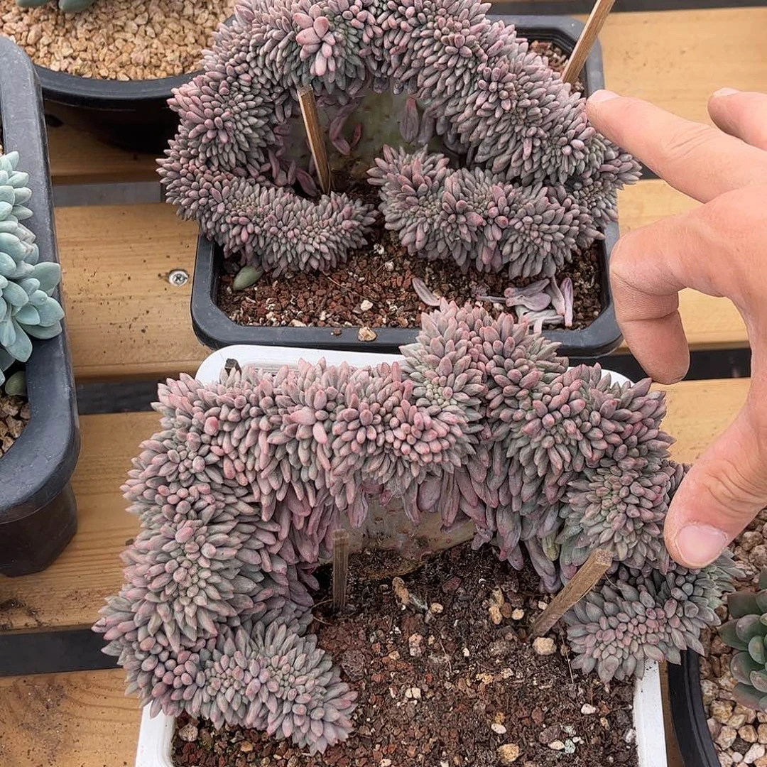 红蜻蜓。
