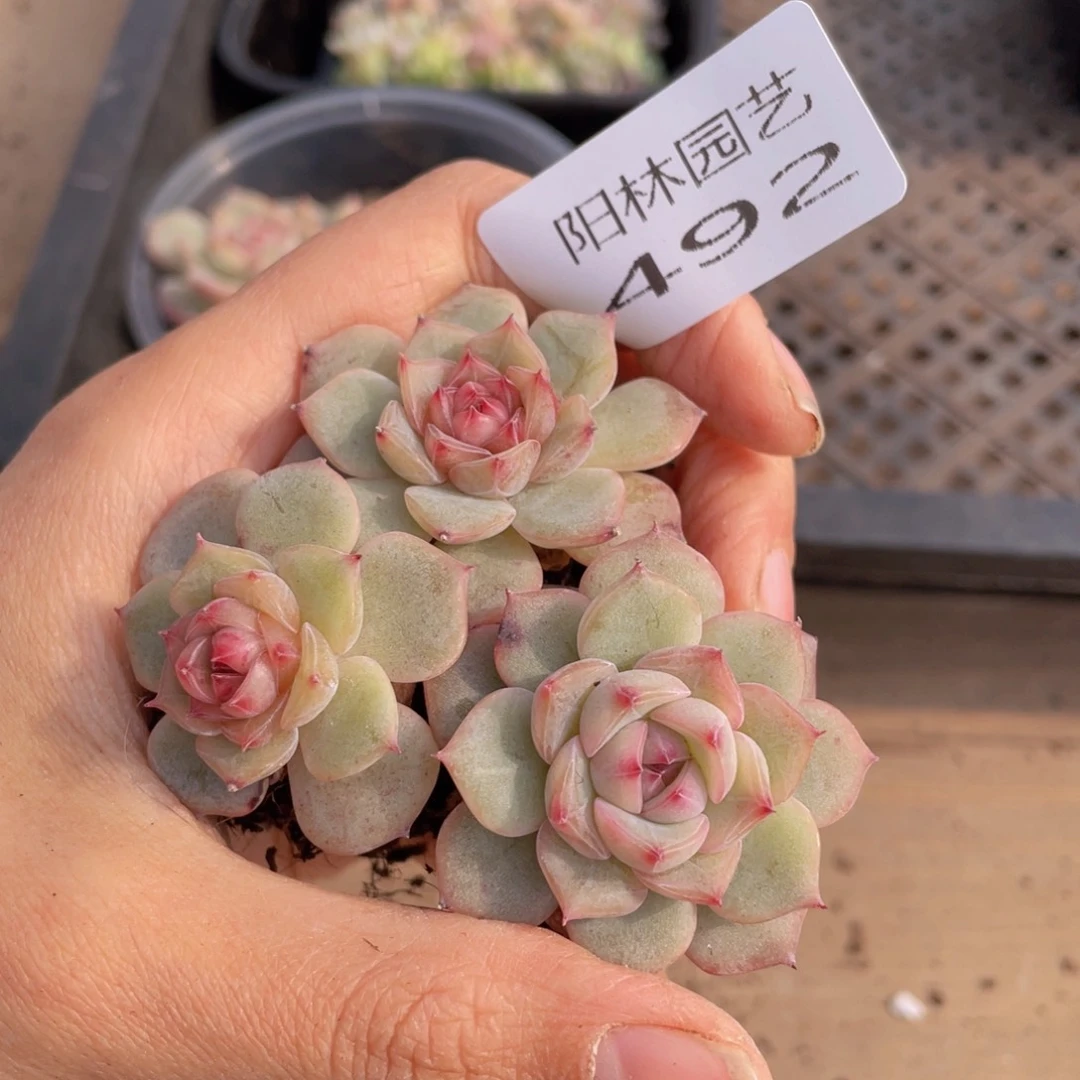 多肉植物多肉植物492
