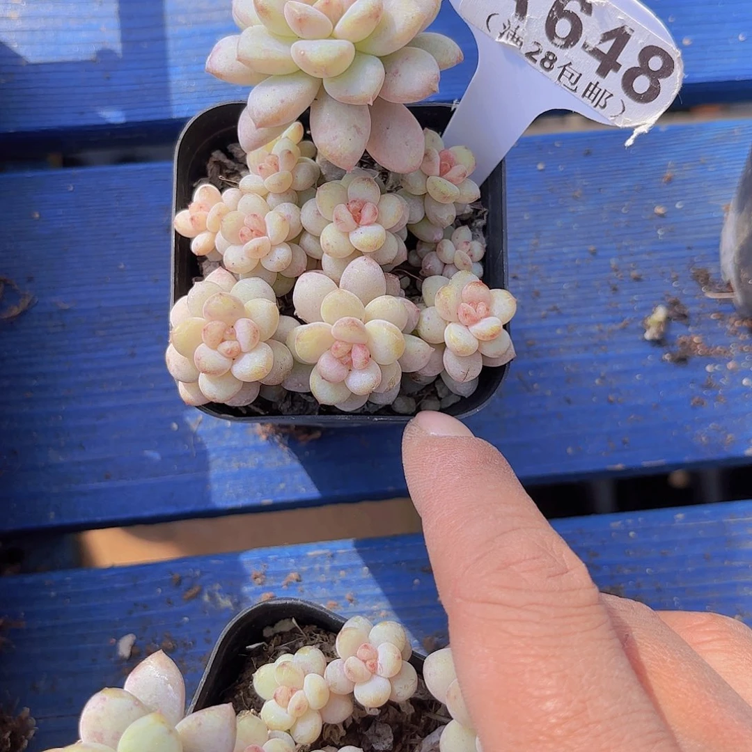 A648阳光玫瑰一物一拍