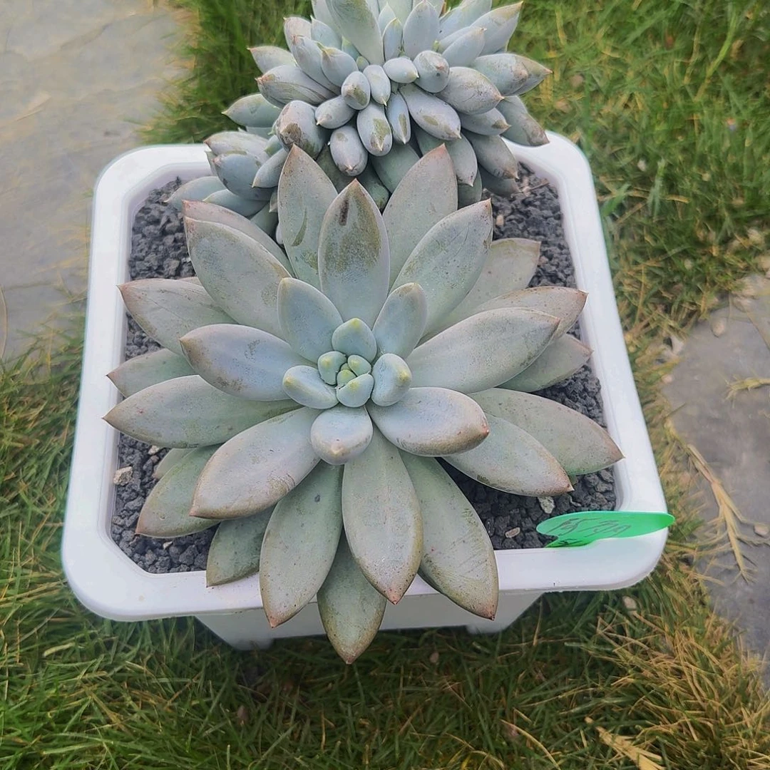 阿***丽阿丽哥特萝莉发货