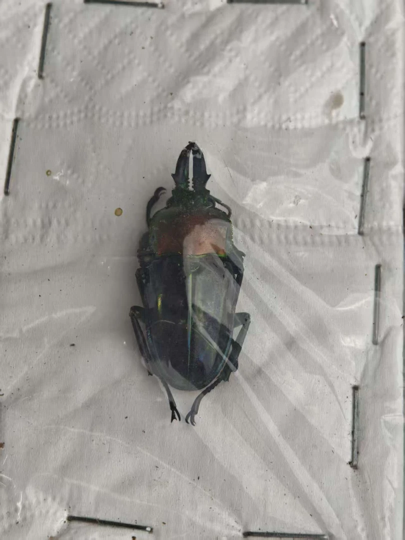 满背琉璃彩虹锹甲幼虫活体昆虫