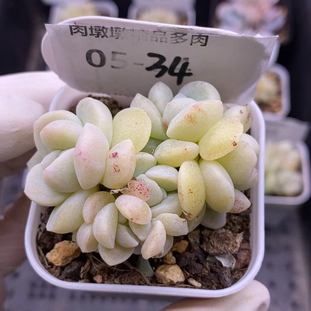 【闪购商品】05-34