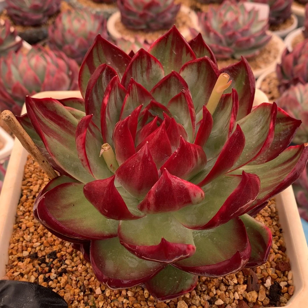 惊鸿老桩双面拉丝