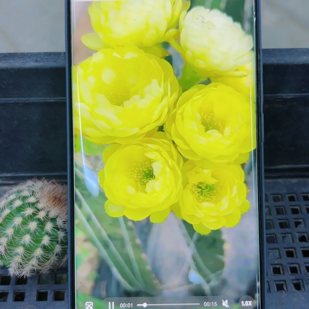 下112丽花黄水晶歪无根侧芽2公分左右20包邮