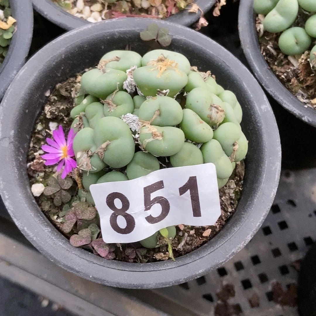 小饼一物一拍851