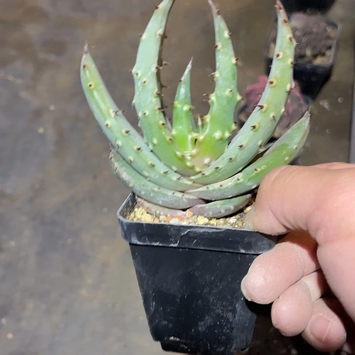 满38包邮2天凑单，脱土晾根发货多肉植物