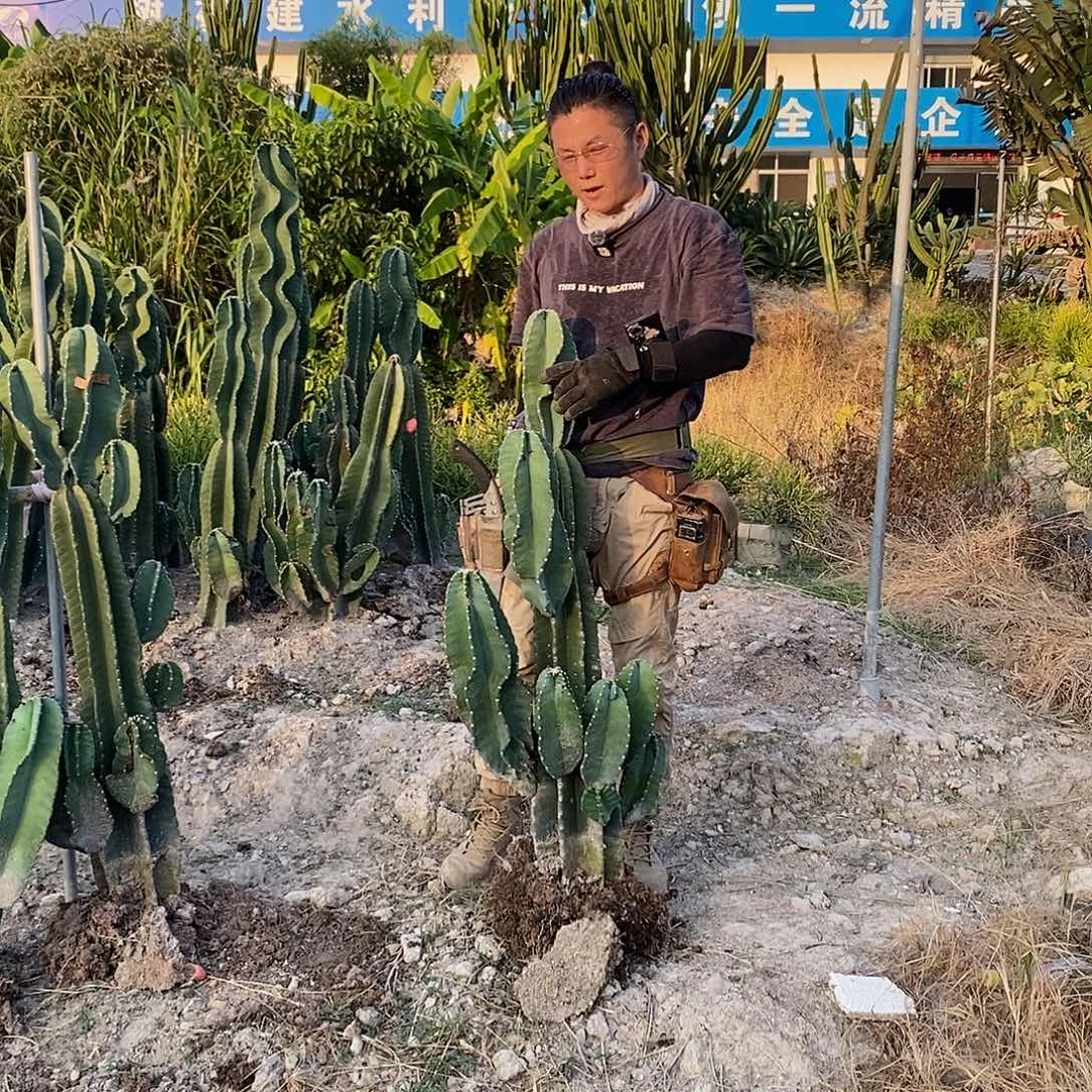 永***龙8号苹果侧枝有可能会变形