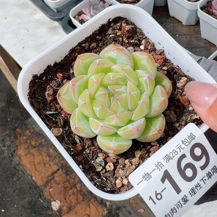 雪花珍妮多肉多肉无盆土发货