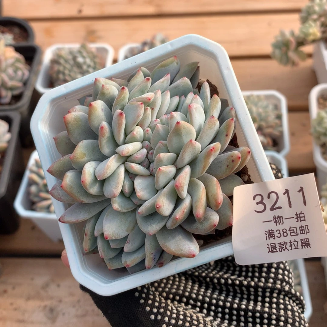 9厘米龙头星影缀3211